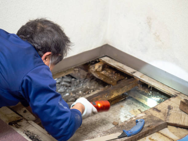 Best Basement Mold Remediation in Whitehall, OH