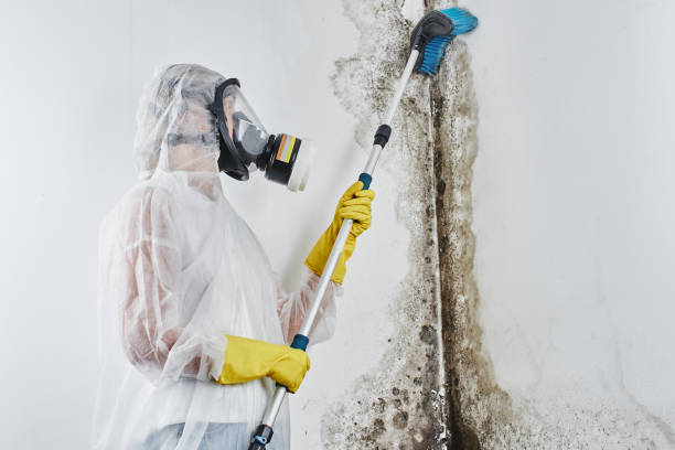 Best White Mold Remediation in Whitehall, OH