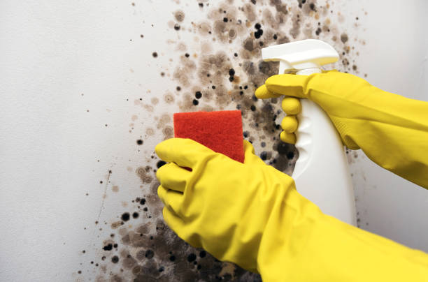 Best DIY Mold Remediation Support Services in Whitehall, OH